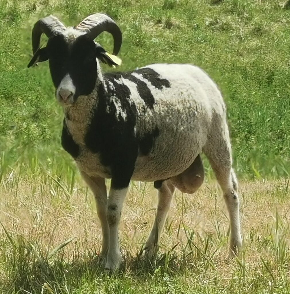 Sirmikupoeg teine vaade