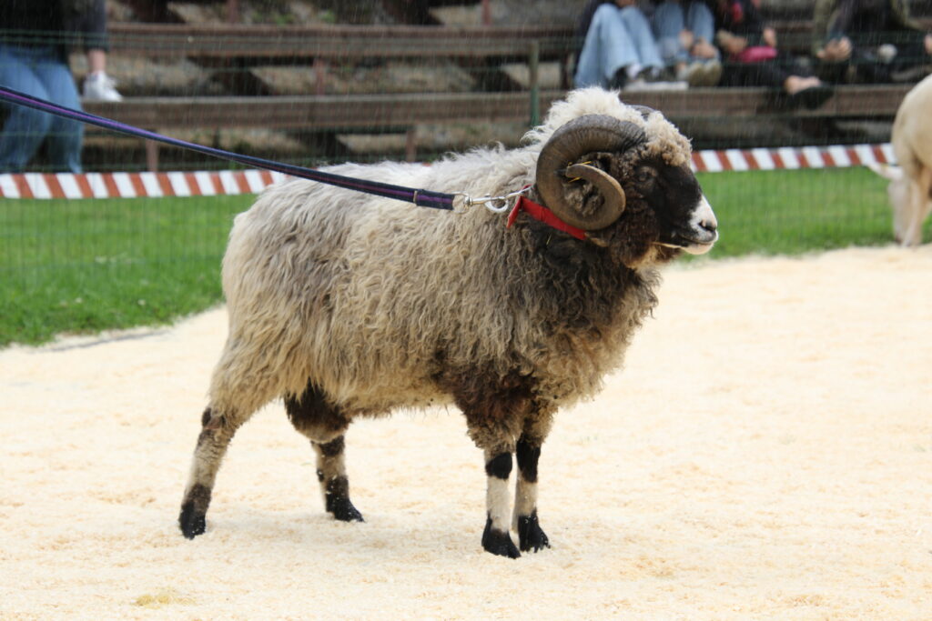 2023 parim KML jäär foto Alo Tänavots