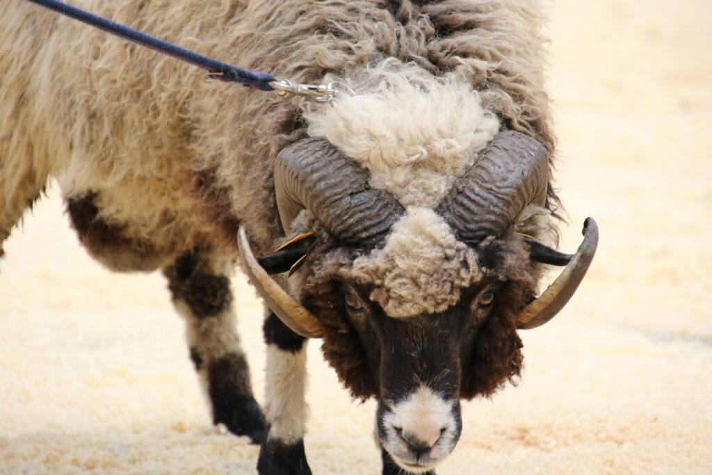 Võha portree foto Alo Tänavots