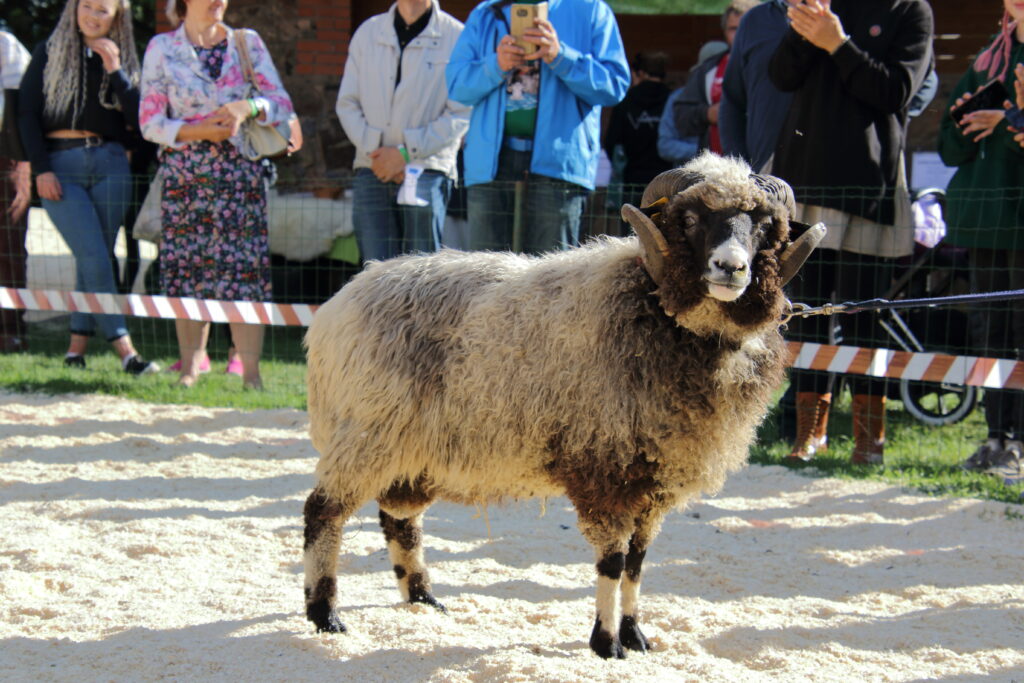 Võhk uhkelt areenil foto Alo Tänavots
