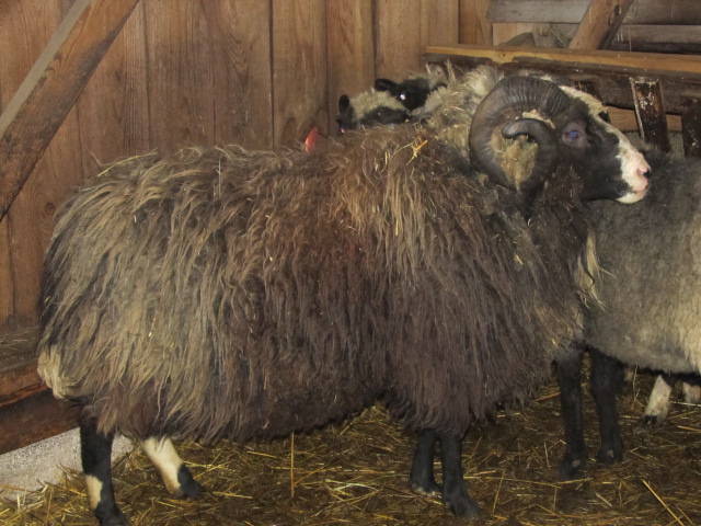 Simmermann pika villaga