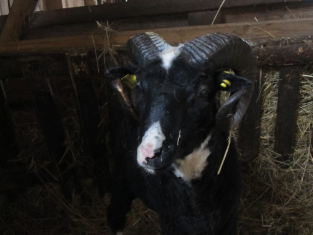 Ukraina rõmelised sarved