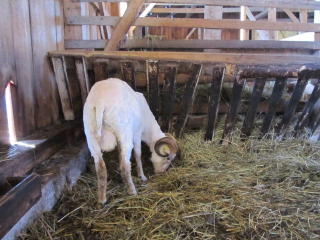 sattuusi saba ja sarved