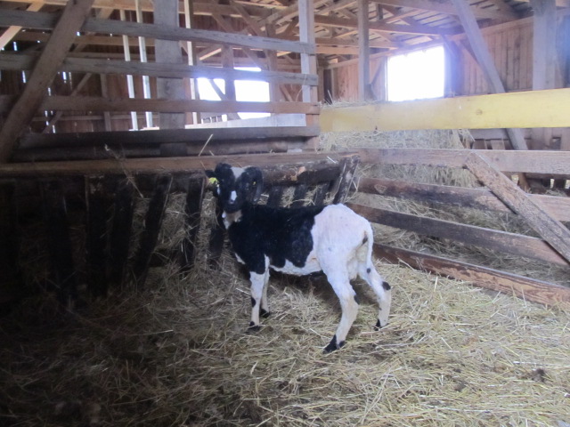 sirkoon täiskasvanud