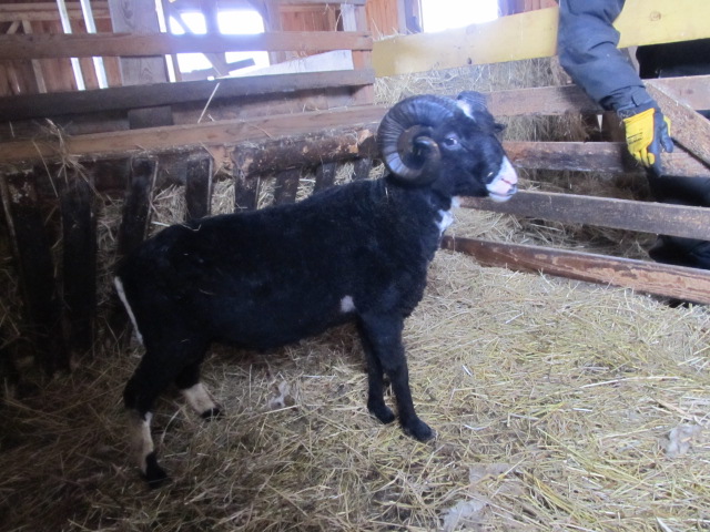 suurepärased rõmelised sarved Ukrainal