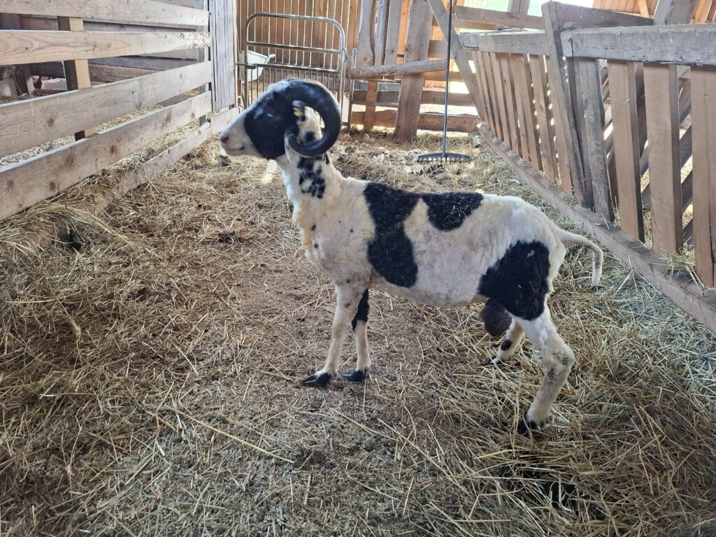 Lumetuisk küljelt 1-a