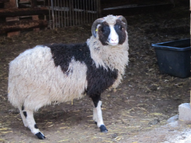 Lumetuisk küljelt tallena