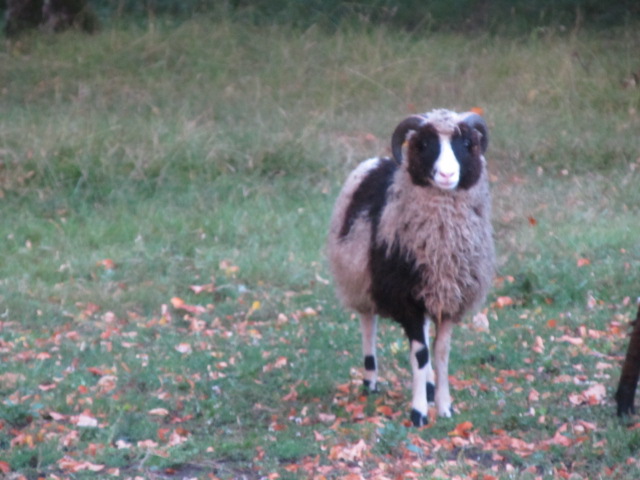 Lumetuisk otse tallena