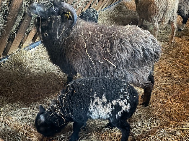 Mooses tallena koos ema Moonaga