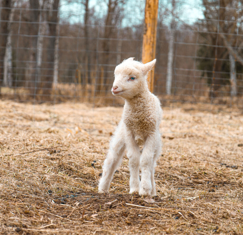 Keisril üks silm sinine teine pruun