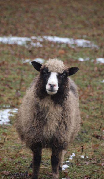 Velli. Pildi autor Indrek Idvand 08.11.2009.a